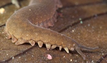 Media type: image; Invertebrate Zoology 131441